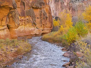 Images Dated 26th October 2017: Utah, Capitol Reef National Park, Cottonwood trees and Fremont River