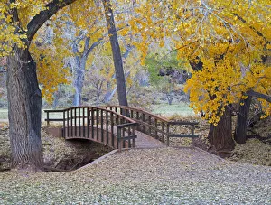 Images Dated 25th October 2017: Utah, Capitol Reef National Park, bridge over Sulphur Creek
