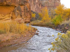 Images Dated 26th October 2017: Utah, Capitol Reef National Park, Cottonwood Trees and Fremont River