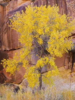 Images Dated 26th October 2017: Utah, Capitol Reef National Park, Cottonwood tree