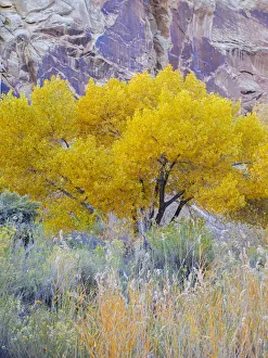 Utah, Capitol Reef National Park, Cottonwood Tree