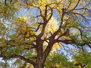 Images Dated 25th October 2017: Utah, Capitol Reef National Park, Cottonwood tree