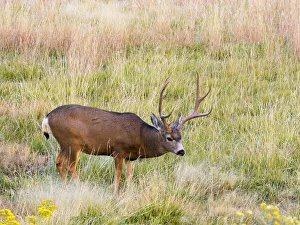 Buck Prints: Utah, Capitol Reef National Park, mule deer
