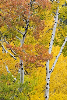 Utah Prints: Utah, Dixie National Forest, aspen forest along highway 12