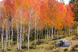 Utah Prints: Utah, Dixie National Forest, aspen forest along highway 12