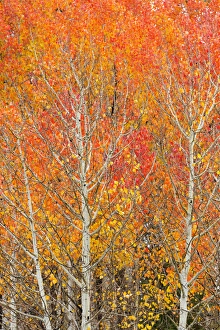 Utah Prints: Utah, Dixie National Forest, aspen forest along highway 12