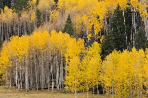 Utah Prints: Utah, Dixie National Forest, aspen forest along highway 12