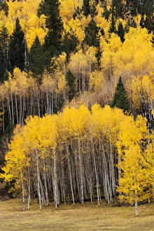 Utah Prints: Utah, Dixie National Forest, aspen forest along highway 12