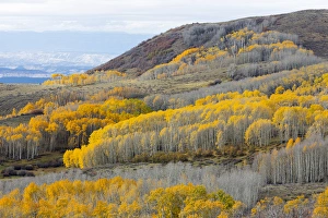 Utah Prints: Utah, Dixie National Forest, aspen forest along highway 12
