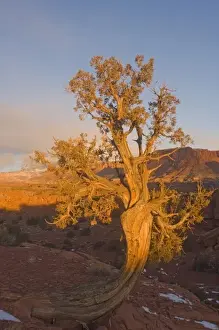 Juniper Prints: A Utah Juniper (Juniperus osteosperma) tree in wintertime, Capitol Reef National Park