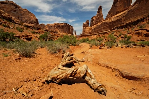 Images Dated 12th September 2024: Utah juniper, Park Avenue, Arches National Park, Utah, US