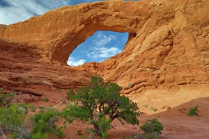 Images Dated 12th September 2024: Utah juniper, The Windows Arches National Park, Utah, US