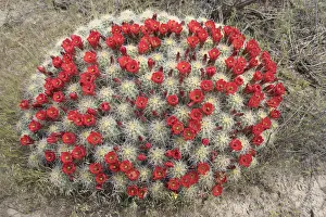 Sandstone Prints: Utah. Large claretcup cactus, Echinocereus triglochidiatus, blooms profusely in May