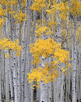UTAH. USA. Aspen