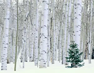 Biology Prints: UTAH. USA. Aspen (Populus tremuloides) & Douglas fir (Pseudotsuga menziesii) in winter