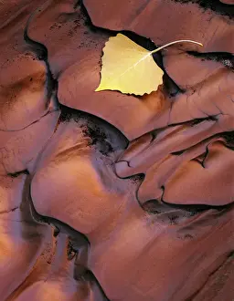 Graphic Prints: Utah. USA. Detail, fallen cottonwood leaf on sediment recently rippled by flood water