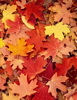Crimson Prints: Utah. USA. Fallen leaves of bigtooth maple trees (Acer grandidentatum) in autumn