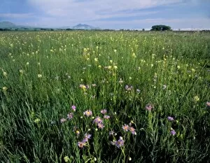 Images Dated 30th July 2007: UTAH. USA. Fleabane daisies (Erigeron spp.). Wet pasture in Little Bear River flood plain