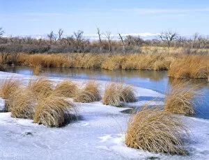 Images Dated 10th April 2008: UTAH. USA. Frozen slough along Duchesne River in winter. Uinta Basin