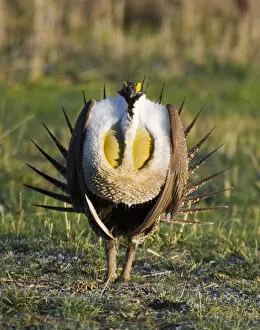 Images Dated 14th April 2007: UTAH. USA. Male sage grouse (Centrocercus urophasianus) struts at lek in mating display