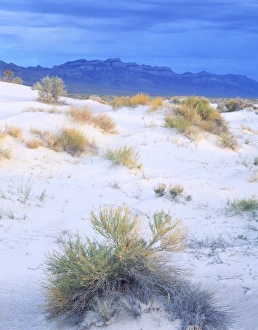 Images Dated 30th July 2007: UTAH. USA. Rabbitbrush & sand dunes in Tule Valley. House Range in distance. Proposed