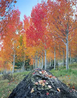 Images Dated 27th January 2004: UTAH. USA. Red aspen grove (Populus tremuloides). Boulder Mountain in autumn. Dixie