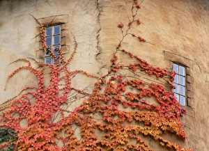 Graphic Prints: Utah. USA. Detail of round tower & Virginia creeper. La Caille at Quail Run in autumn
