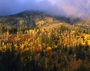 Images Dated 27th January 2004: UTAH, USA. Slopes of Bountiful Peak in autumn. Wasatch Mountains. Wasatch-Cache National