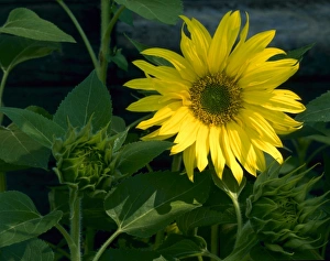 Images Dated 30th July 2007: UTAH. USA. Sunflower (Helianthus annuus) along rural fencerow. Cache Valley