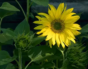 Cache Valley Prints: UTAH. USA. Sunflower (Helianthus annuus) along rural fencerow. Cache Valley