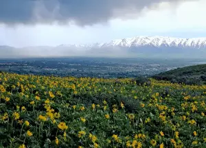 Cache Valley Prints: Utah. USA. View of Logan City & Cache Valley on stormy day. Large-leaf balsamroot