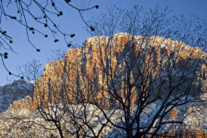 Lookout Prints: Utah. USA. View of the Watchman in Zion National Park through pecan trees in Springdale