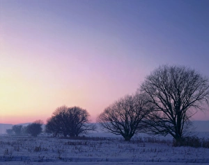 Willow Tree Prints: UTAH. USA. Willow trees at dusk in winter. Cache Valley. Great Basin