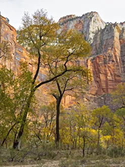 Landscape Prints: Utah, Zion National Park