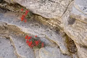 Images Dated 23rd April 2008: Utah, Zion National Park, Indian Paintbrush wildflowers