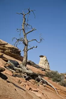 Images Dated 23rd April 2008: Utah, Zion National Park, Old tree and hoodoo