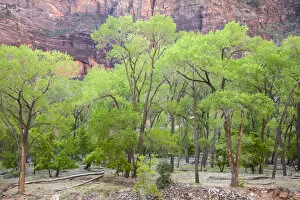 Images Dated 23rd April 2008: Utah, Zion National Park, vibrant spring foliage, on Cottonwood trees