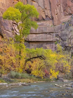 Images Dated 31st October 2017: Utah, Zion National Park, Virgin River