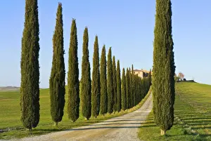 Val d Orcia, Siena Province, Siena, Tuscany, Italy