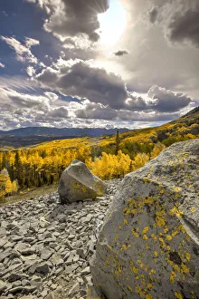 Lichen Prints: A valley of gold Aspen on Ohio Pass in the Colorado Rocky Mountains near Crested Butte