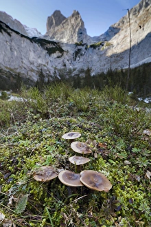 Gravel Prints: Valley Hoellental, Wetterstein mountain chain with Mt