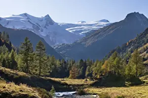Rising Prints: The valley Innergschloess with european larch (larix decidua) colored in fall in the foreground