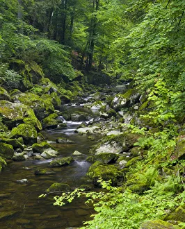 Images Dated 17th November 2020: Valley of river Wolfsteiner Ohe (Buchberger Leite) in the Bavarian Forest