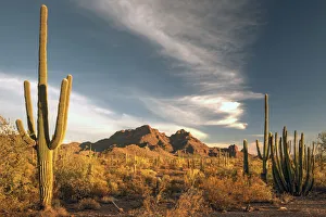 Glow Prints: A valley of saguaro cactus in Organ Pipe Cactus National Monument