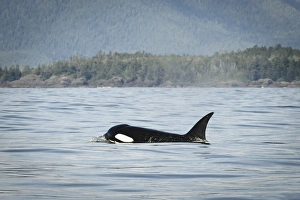 Orca Prints: Vancouver Island, Clayoquot Sound. Orca surfacing