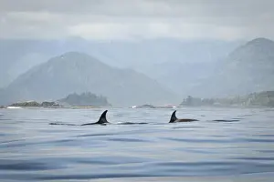 Orca Prints: Vancouver Island, Clayoquot Sound. Orcas surfacing