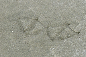 Images Dated 5th September 2011: Vancouver Island, Pacific Rim National Park. Seagull footprints in the sand