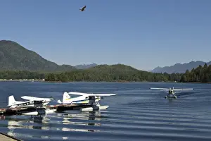 Vancouver Island, Tofino. Seaplanes with seagull flying overhead