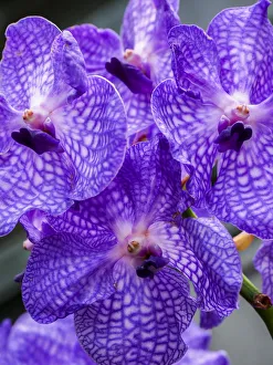 Images Dated 20th February 2019: Vanda Manuvadee sky orchid