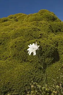 Images Dated 10th September 2009: Vanilla Daisy (Leucheria suaveolens) Cape Dolphin designated Wildlife Sanctuary